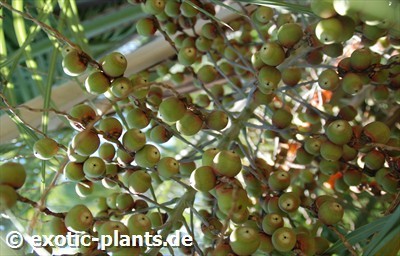 Butia capitata Jelly Palm graines