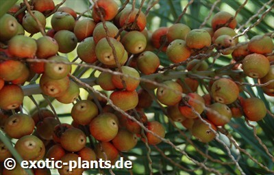 Butia capitata sinonimo: Cocos capitata, Cocos australis, Diplothemium campestre semi