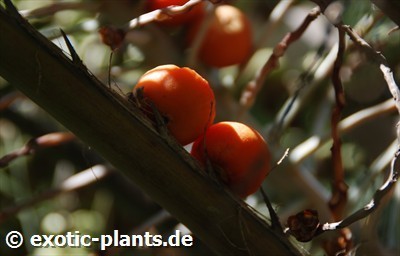 Butia capitata sinonimo: Cocos capitata, Cocos australis, Diplothemium campestre semi