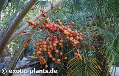 Butia capitata Geleepalme Samen