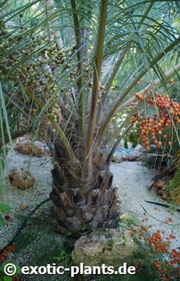 Butia capitata Palmera de la jalea - Butiá semillas