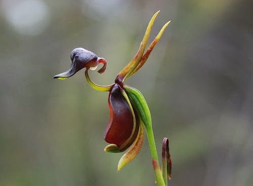 Caleana major flying duck orchid fliegende Ente Orchidee Samen