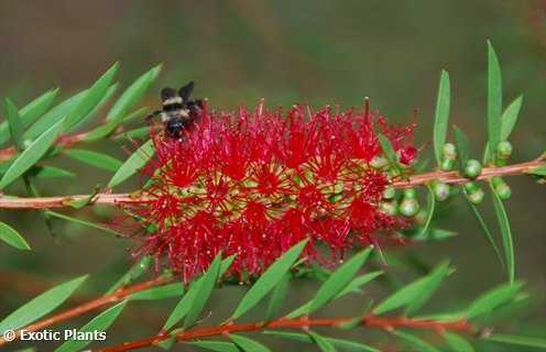 Callistemon rigidus Callistemone semi