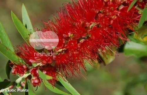 Callistemon viminalis hängender Zylinderputzer Samen