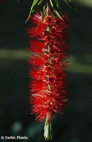 Callistemon viminalis  semi