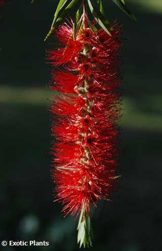 Callistemon viminalis  semillas