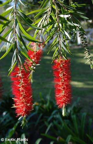 Callistemon viminalis  semillas