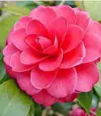 Camellia japonica  semi