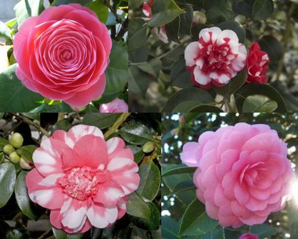 Camellia japonica Mixed Colours  semi