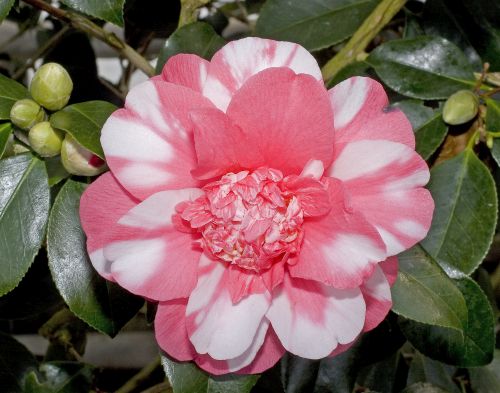 Camellia japonica cv. Chandlers Elegance  semi