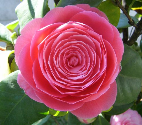 Camellia japonica rosa  semillas