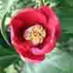 Camellia japonica, Cam�lia du Japon