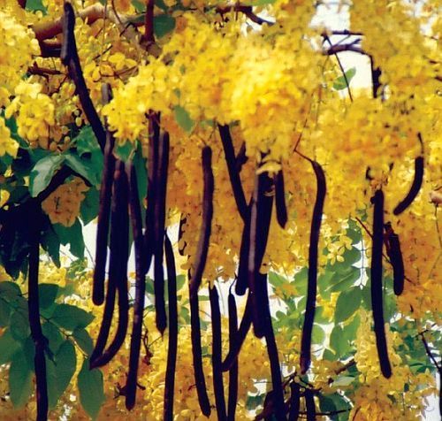 Cassia fistula árbol de la lluveia dorada semillas