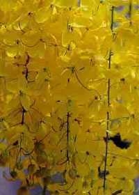 Cassia fistula árbol de la lluveia dorada semillas