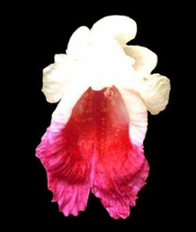 Caulokaempferia sikkimensis Orchidée ginger graines
