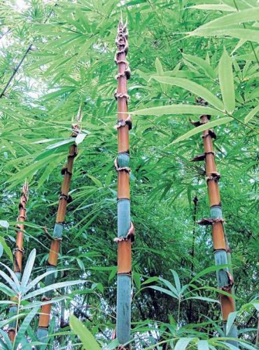 Cephalostachyum pergracile Tinwa Bambus Samen