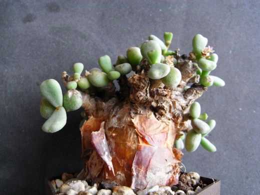 Ceraria pygmaea Miniatur Caudexpflanze Samen