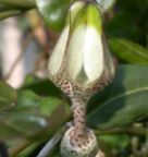 Ceropegia albisepta Leuchterblume Samen