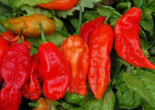 Chili Bhut Jolokia hot pepper chile semillas