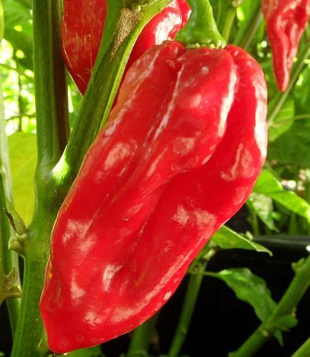 Chili Devils Tongue Red peperoncino semi