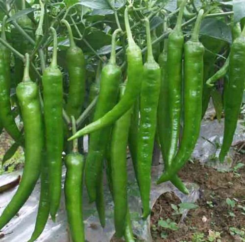 Chili Green Hot  Семена