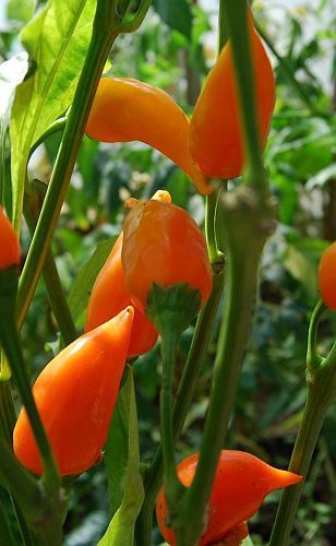 Chili Naranja Picante peperoncino semi
