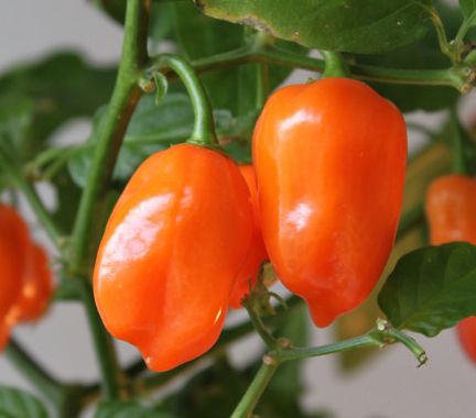 Chili Orange Habanero  semillas