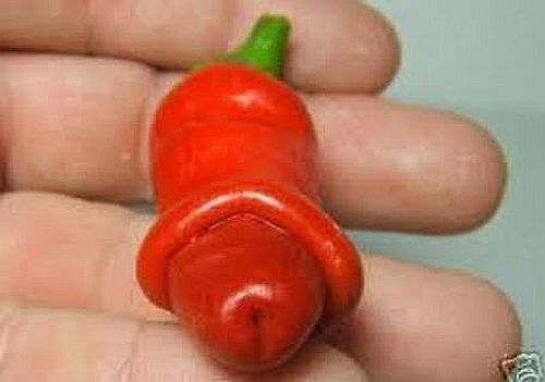 Chili Peter Pepper Red piment graines