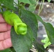Chili Peter Pepper green  semillas