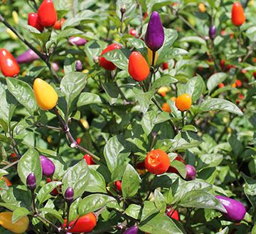 Chilli Chinese 5 Color Chili Pepper Piment 5 couleurs graines
