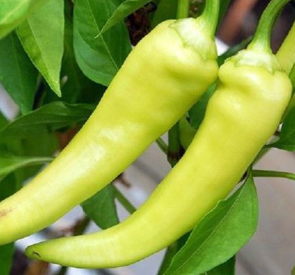 Chilli Hung Yellow Wax Piment Hung Yellow Wax  graines