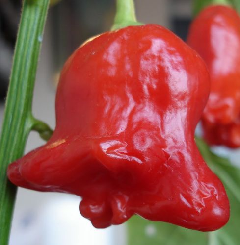 Chilli Min Red Bell Piment Miniature Red Bell graines