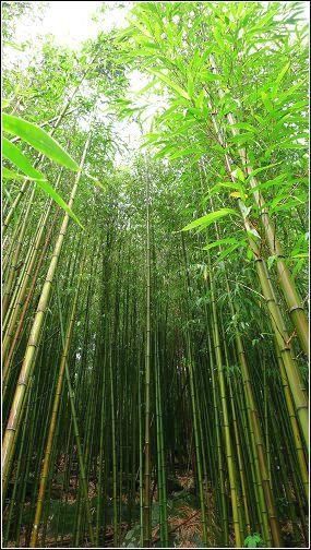 Chimonobambusa gaoensis bambou hiver graines