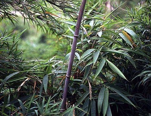 Chimonobambusa yunnanensis schwarzer Bambus - winterhart Samen