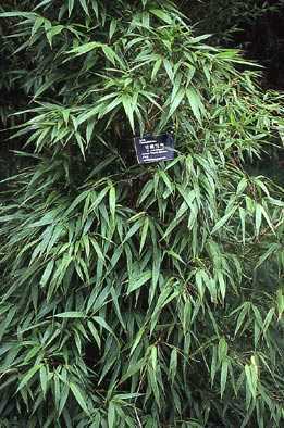 Chimonobambusa yunnanensis schwarzer Bambus - winterhart Samen