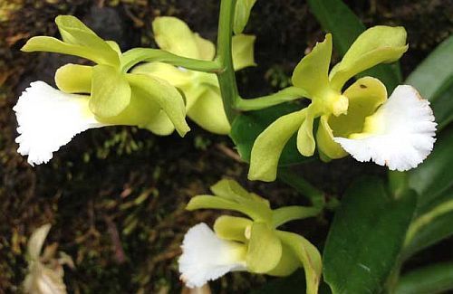 Christensonia vietnamica orchidea semi