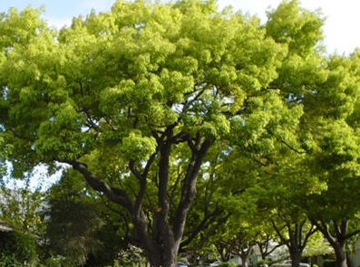 Cinnamomum camphora Kampferbaum Samen