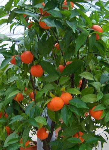 Citrus mitis Arancio Dwarf semi