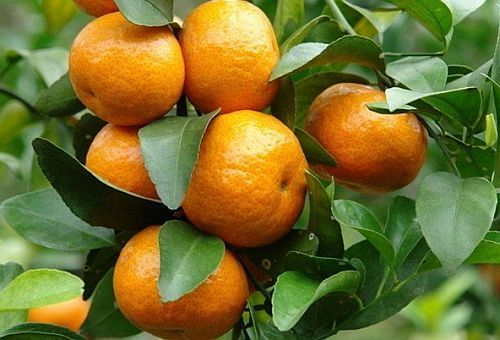 Citrus reticulata mandarino semi