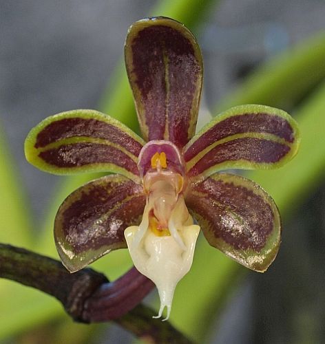 Cleisostoma birmanicum orquídea semillas