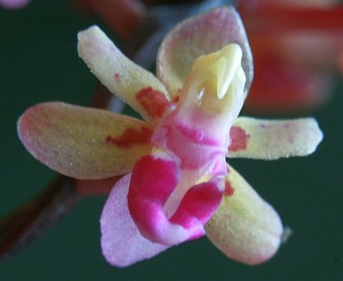 Cleisostoma crochetii orchidea semi