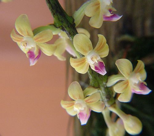 Cleisostoma discolor orchidea semi