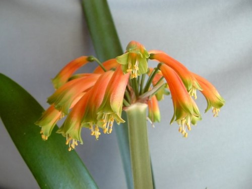 Clivia gardenii  Семена