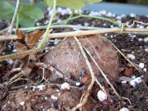 Coccinia quiquilobata plante à caudex graines
