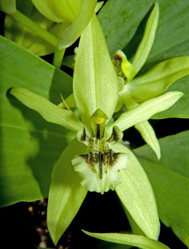 Coelogyne brachyptera Orchideen Samen