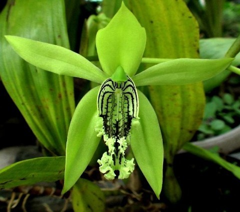 Coelogyne mayeriana Orchideen Samen