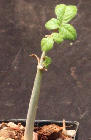 Commiphora edulis ssp holosericea  semi