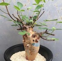 Commiphora longipedecellata  semillas