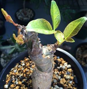 Commiphora unilobata Super seltene Caudexpflanze Samen