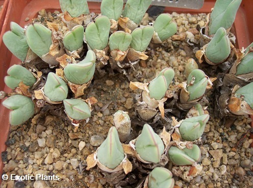 Conophytum andausanum pierres vivantes graines